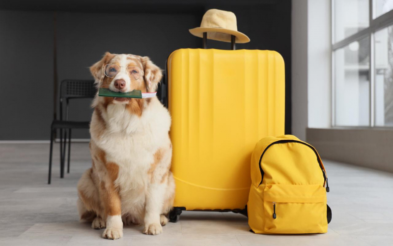 Будущее TravelTech: как стартапы трансформируют туристическую индустрию